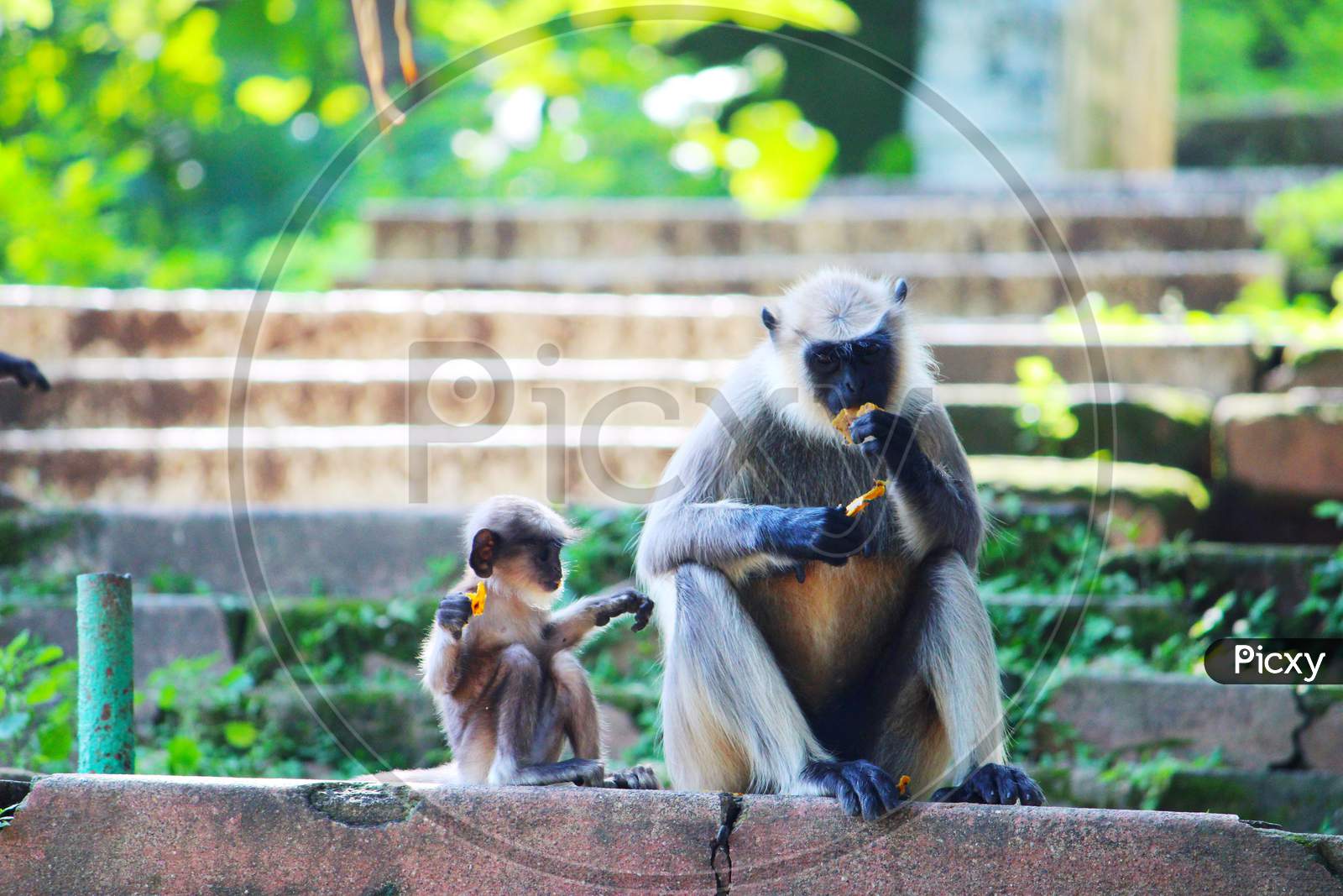 Mumma Monkey and baby monkey having breakfast