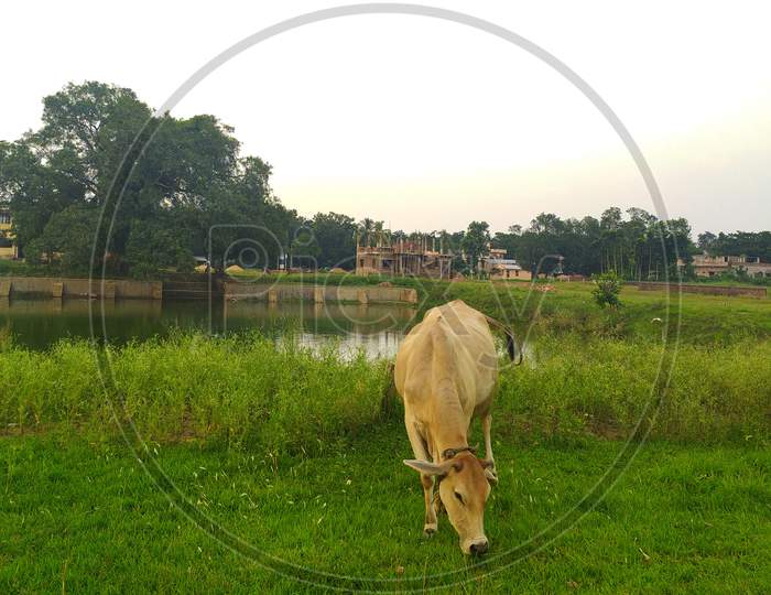 A cow is eating besides a pond