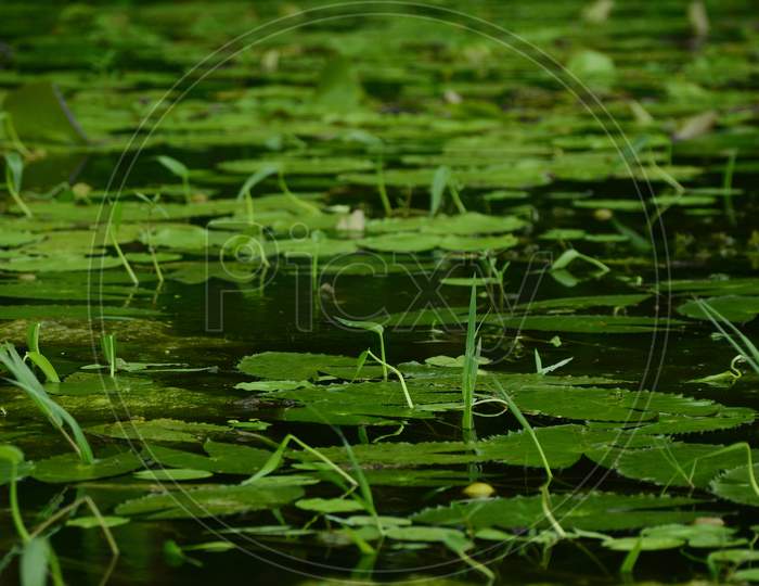 Lake with full of lotus leaves