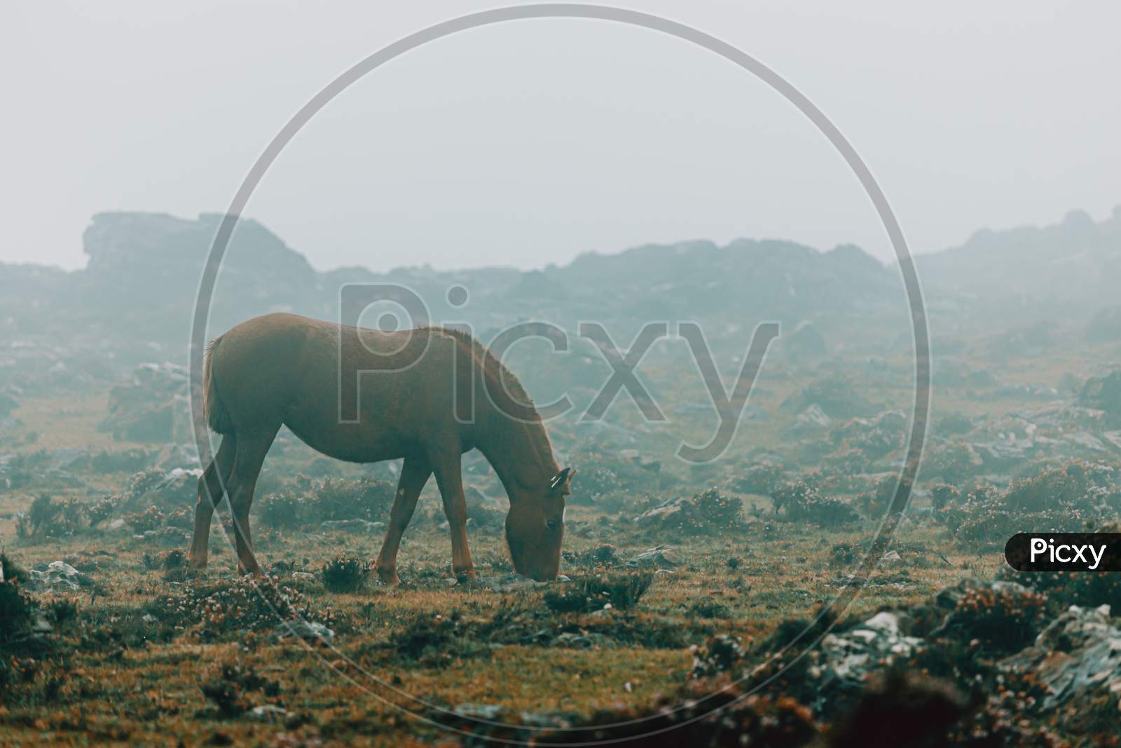 Solitary Brown Horse Eating Grass Surrounded By The Mist In The Mountains With Copy Space