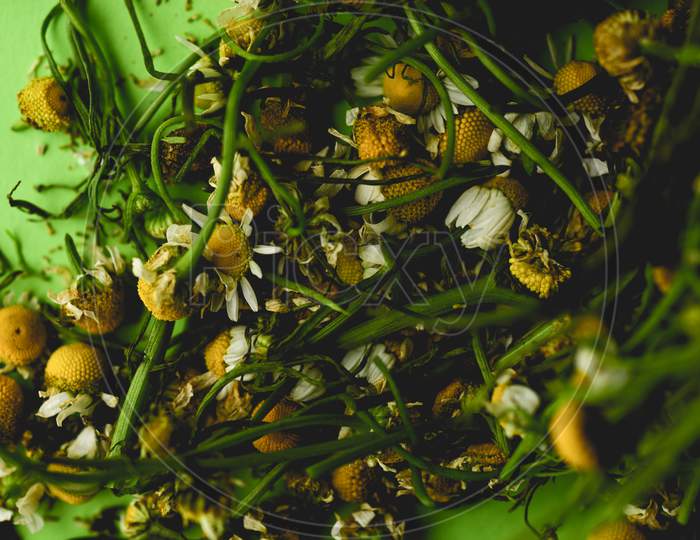 Beautiful Macro Close Up Of Chamomile Flowers / Plant