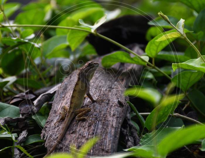 Lizard In Its Natural Ecosystem