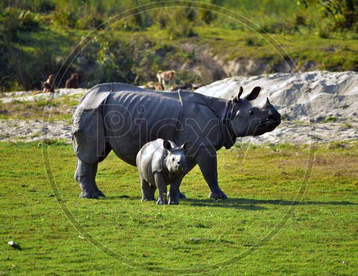 A one horned Rhino grazes  with her baby  inside the Kohora Range of Kaziranga National Park in Golaghat District of Assam on Jan 1,2021 .