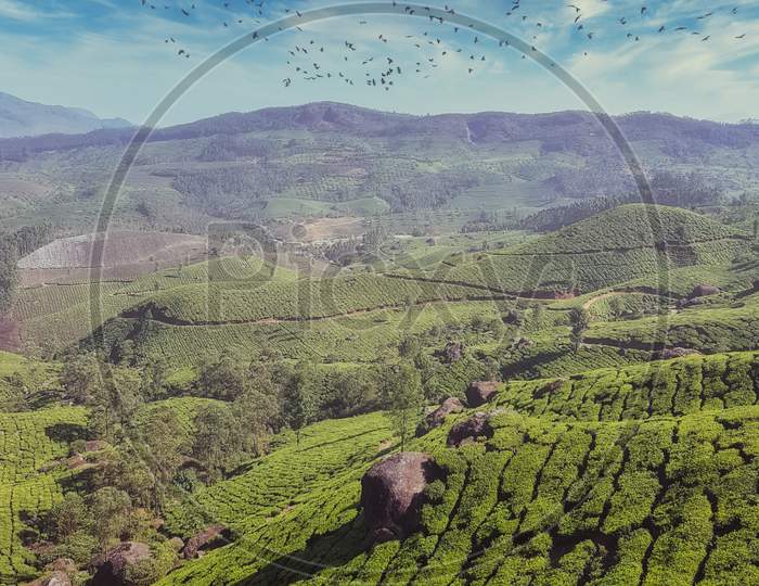 Vertical Panoramic Landscape View Of Tea Plantation At Munnar Tea Gardens With Blue Skies Lovely Cloud And Birds Flying With Fog