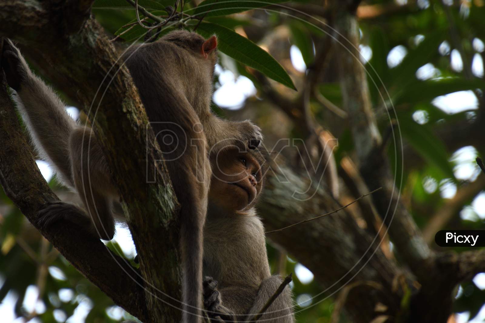 Monkeys Enjoying Their Leisure Time