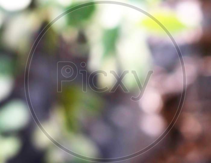 Nature Tree Leaf Abstract Defocused Blurry Texture Background.