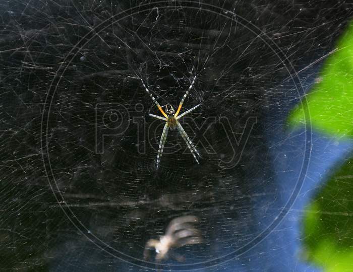 Web Of A Spider With Blue And Black Background