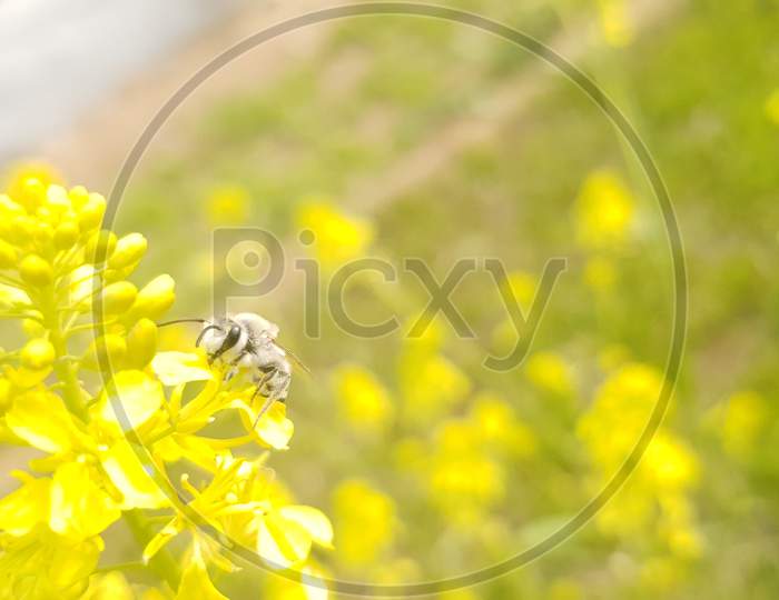 insect on yellow flower