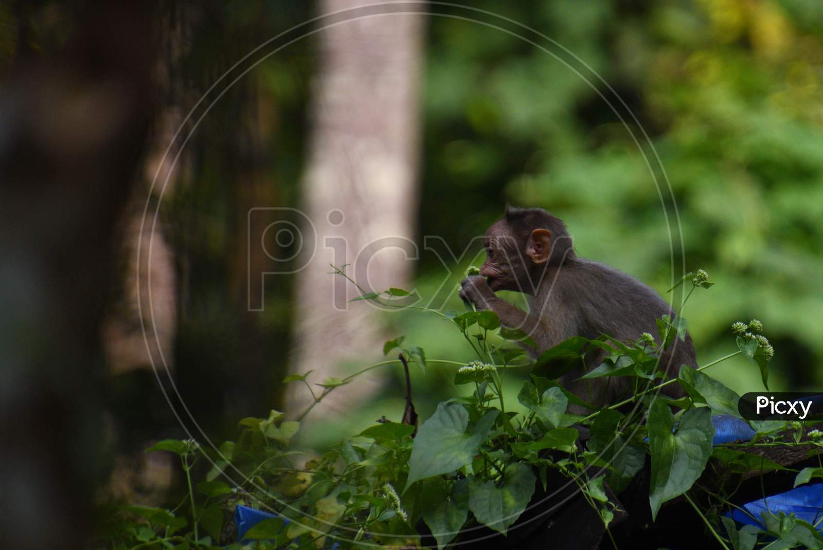A Small Monkey Eating Flower Buds