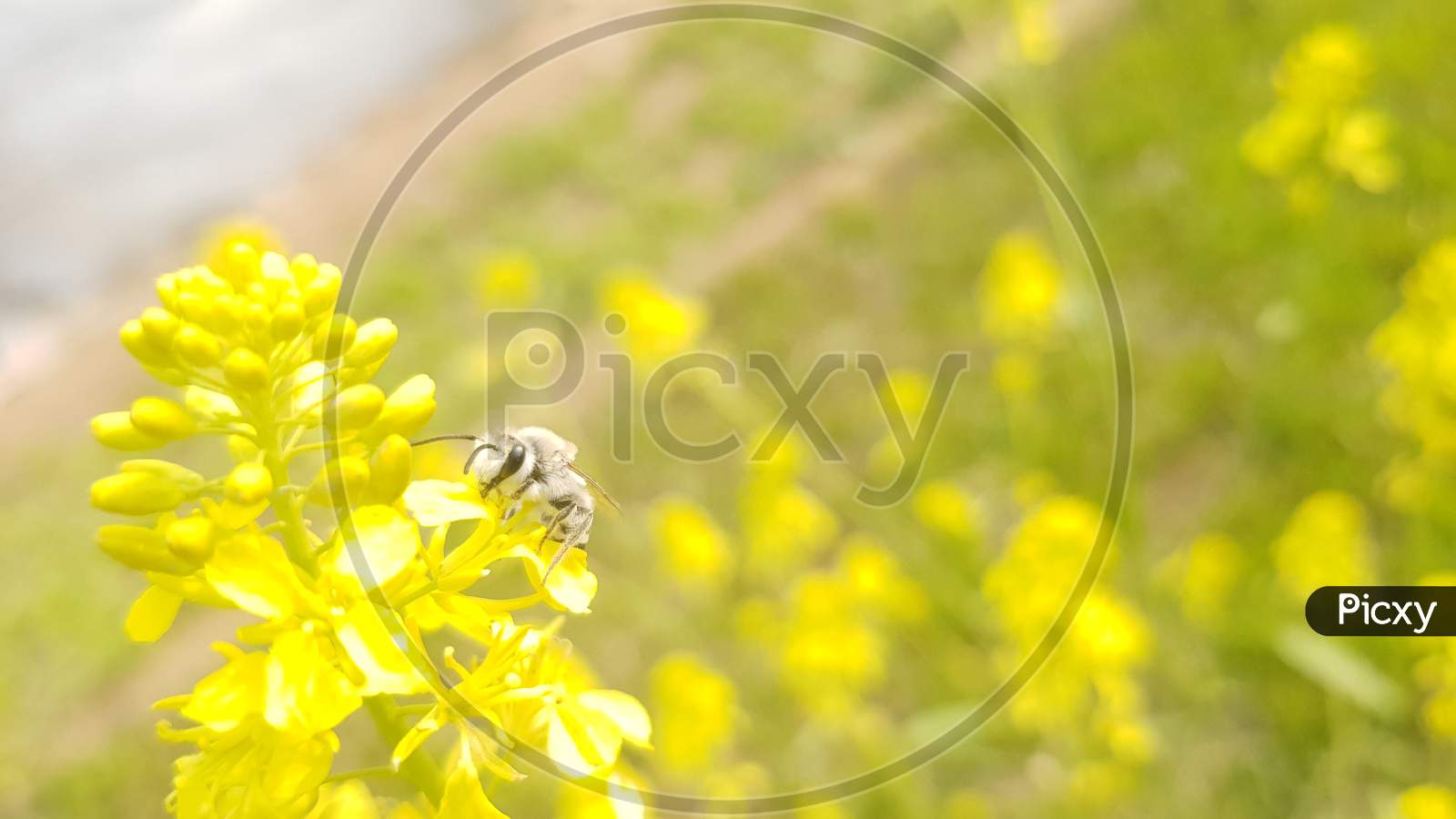 insect on yellow flower