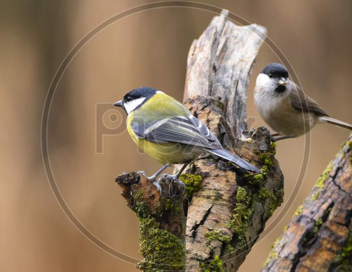 A black tit or also called coal tit at a feeding place at the Mönchbruch pond in a natural reserve in Hesse Germany. Looking for food in winter time.
