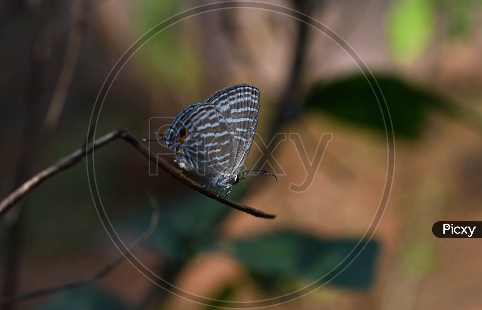 Cute Small Butterfly Rests On Stick