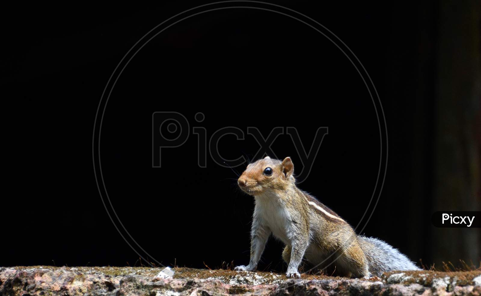 Sharp Eyes Of A Squirrel With Black Background