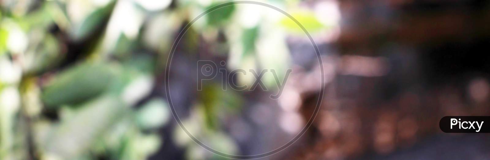 Nature Tree Leaf Abstract Defocused Blurry Texture Background.