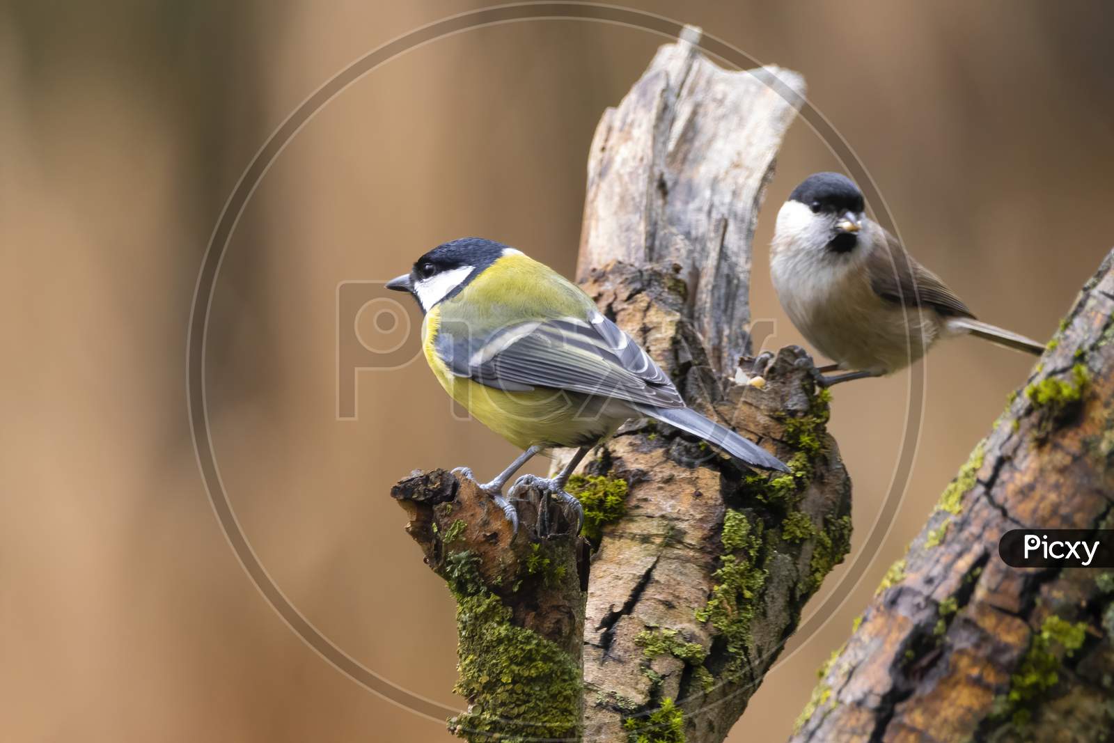 A black tit or also called coal tit at a feeding place at the Mönchbruch pond in a natural reserve in Hesse Germany. Looking for food in winter time.