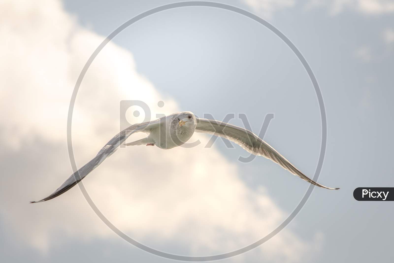 Beautiful Seagull Flying In The Blue Sky