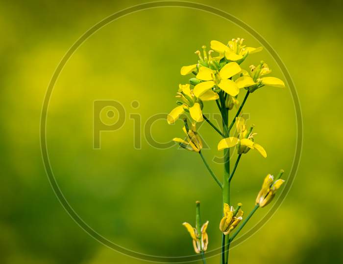 Mustard flowers