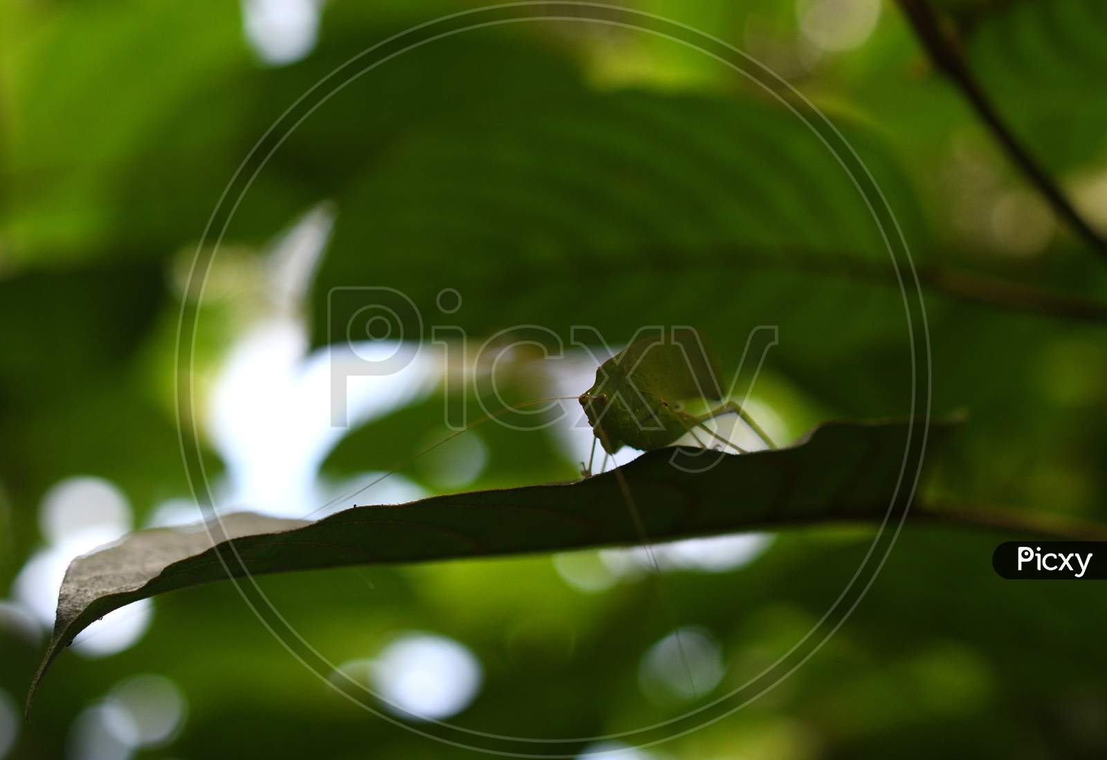 Grasshopper In A Blurred Green Background
