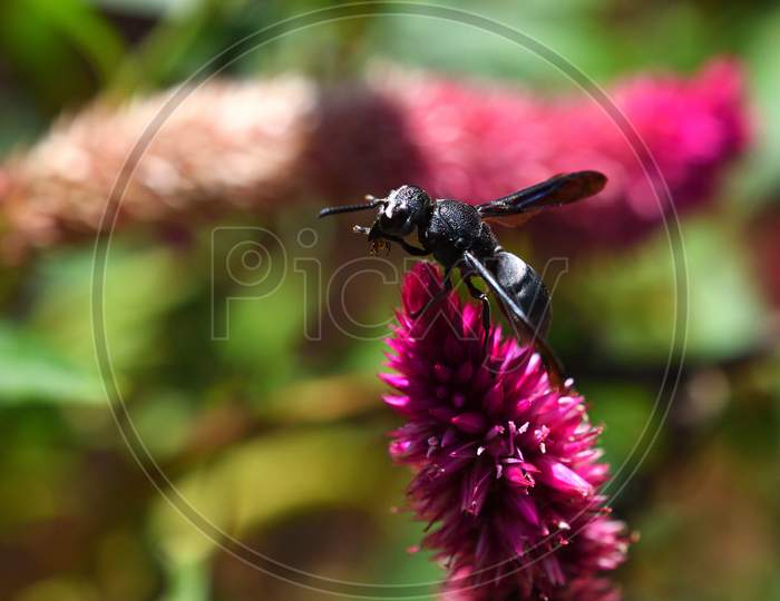 Dark Pink Flower And Black Insect