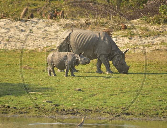 A one horned Rhino grazes  with her baby  inside the Kohora Range of Kaziranga National Park in Golaghat District of Assam on Jan 1,2021 .