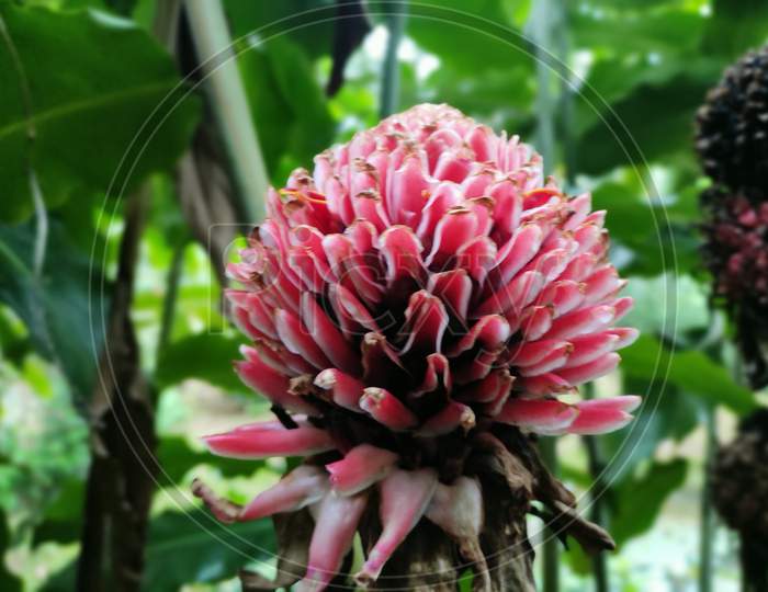 Torch Ginger Lily