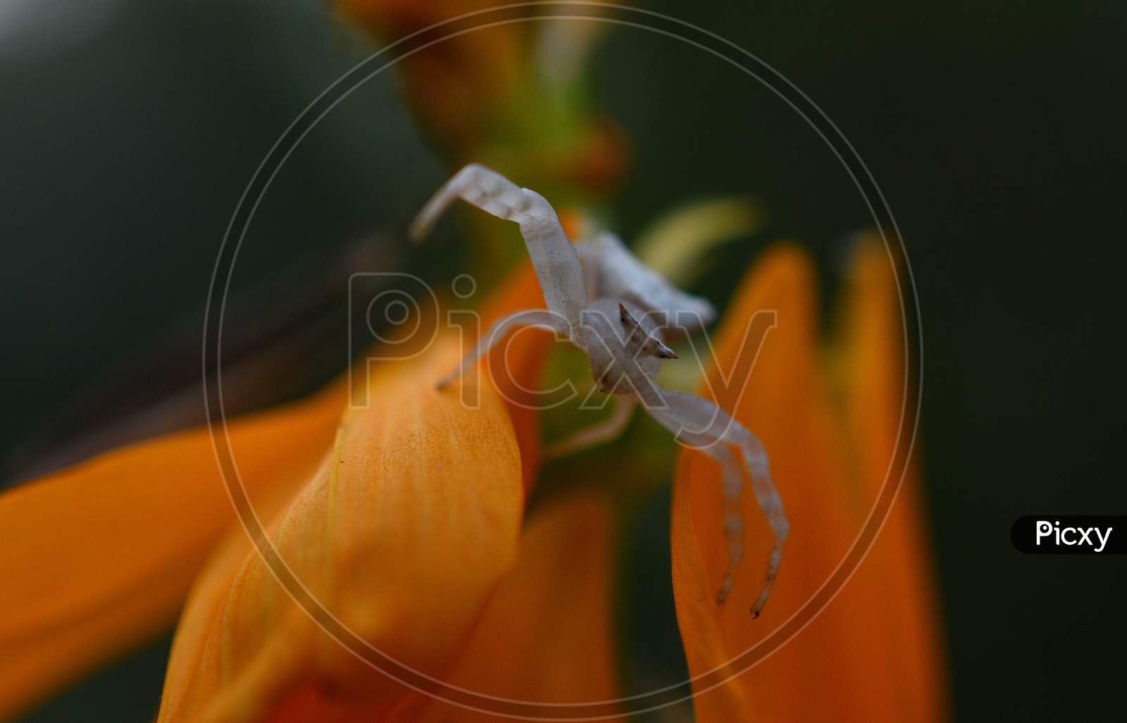 Cute Little White Spider On A Petal