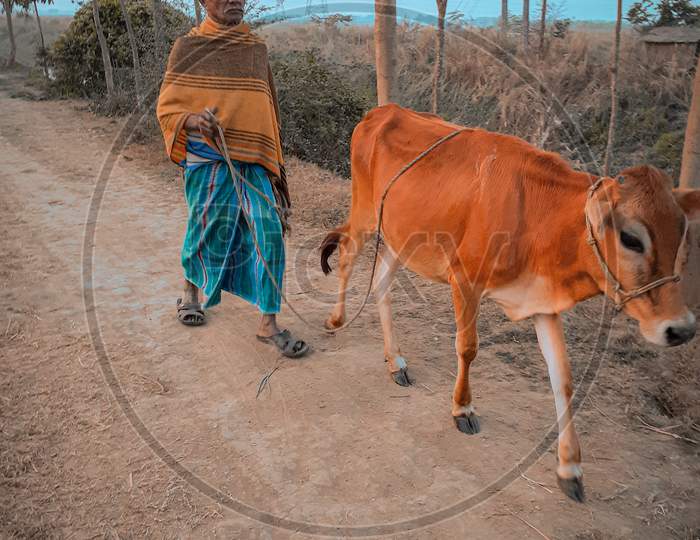 cow with man in westbengal village.