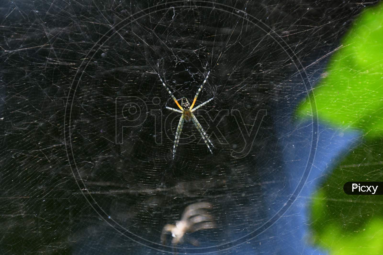 Web Of A Spider With Blue And Black Background