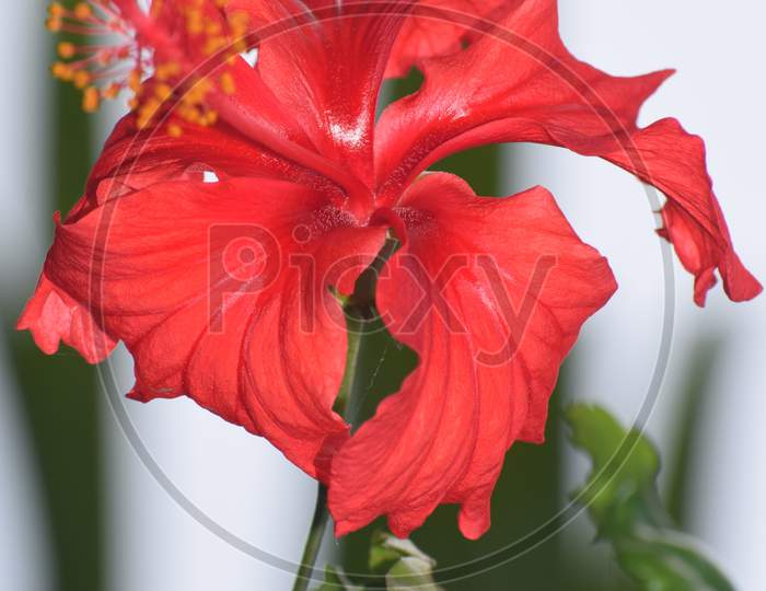 Botani Flower