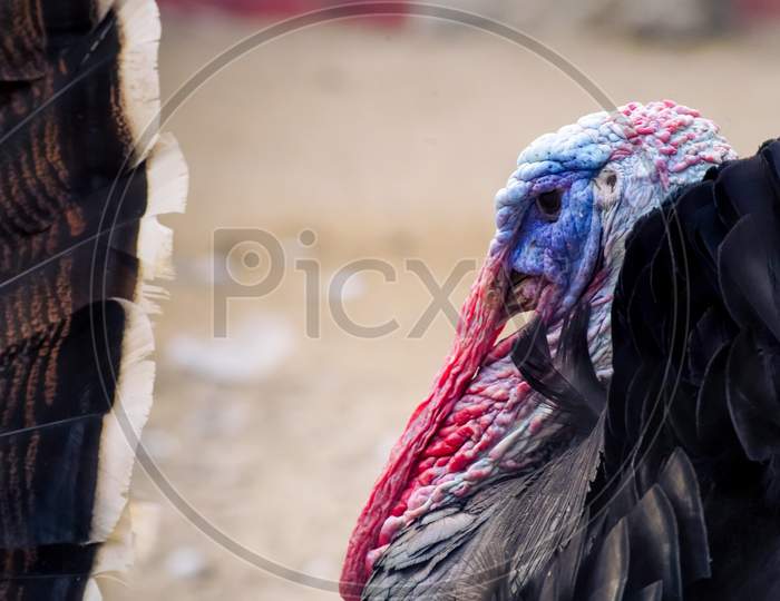 Close Up Shot Of Turkey With Feathers Puffed And Red Beak And Purple Face Losing Feathers Due To Bird Avian Flu In India Asia