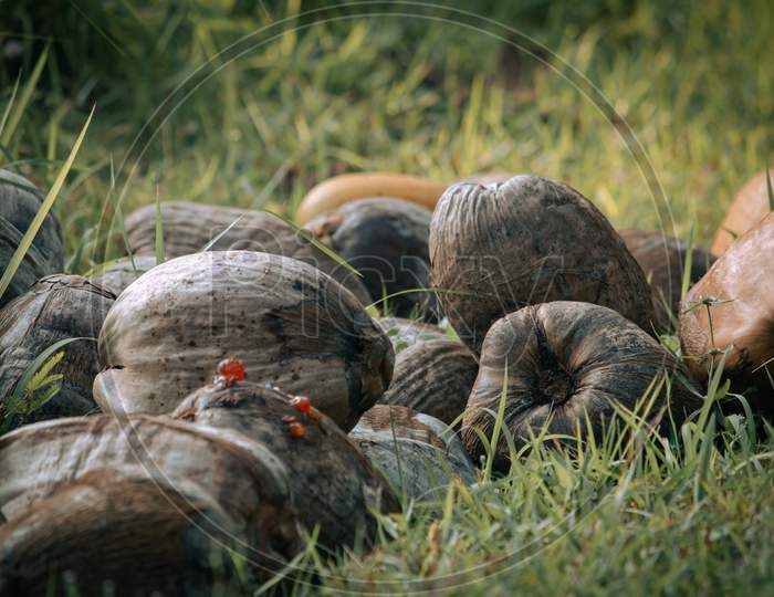 View Of Unpeeled And Dry Coconuts In A Farm Field.