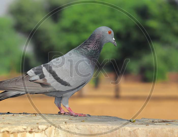 Pigeon Sitting On Rock With Blur Background Of Nature
