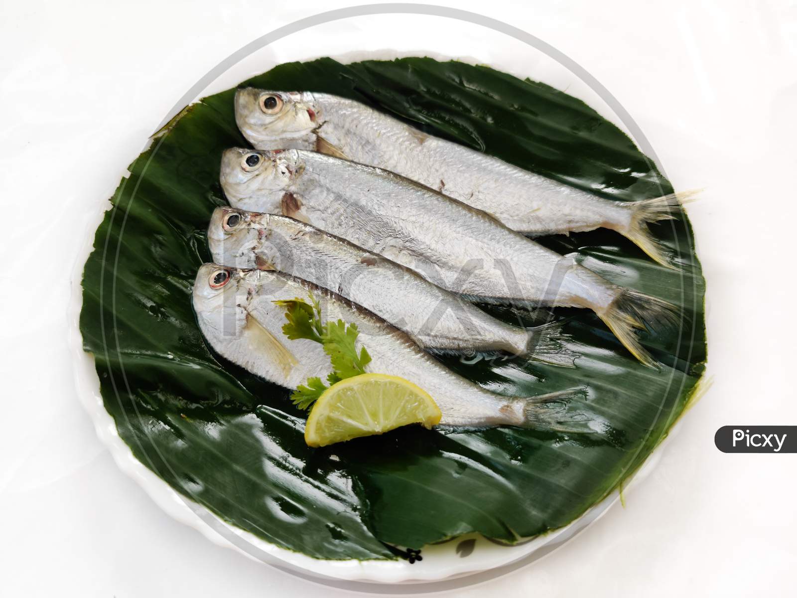 Closeup View Of Fresh Malabar Thryssa Fish Decorated With Herbs And Vegetables,Selective Focus.White Background.