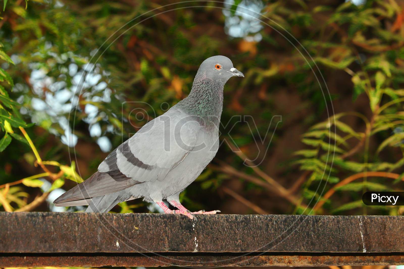 Pigeon Bird Sitting On Iron Rod