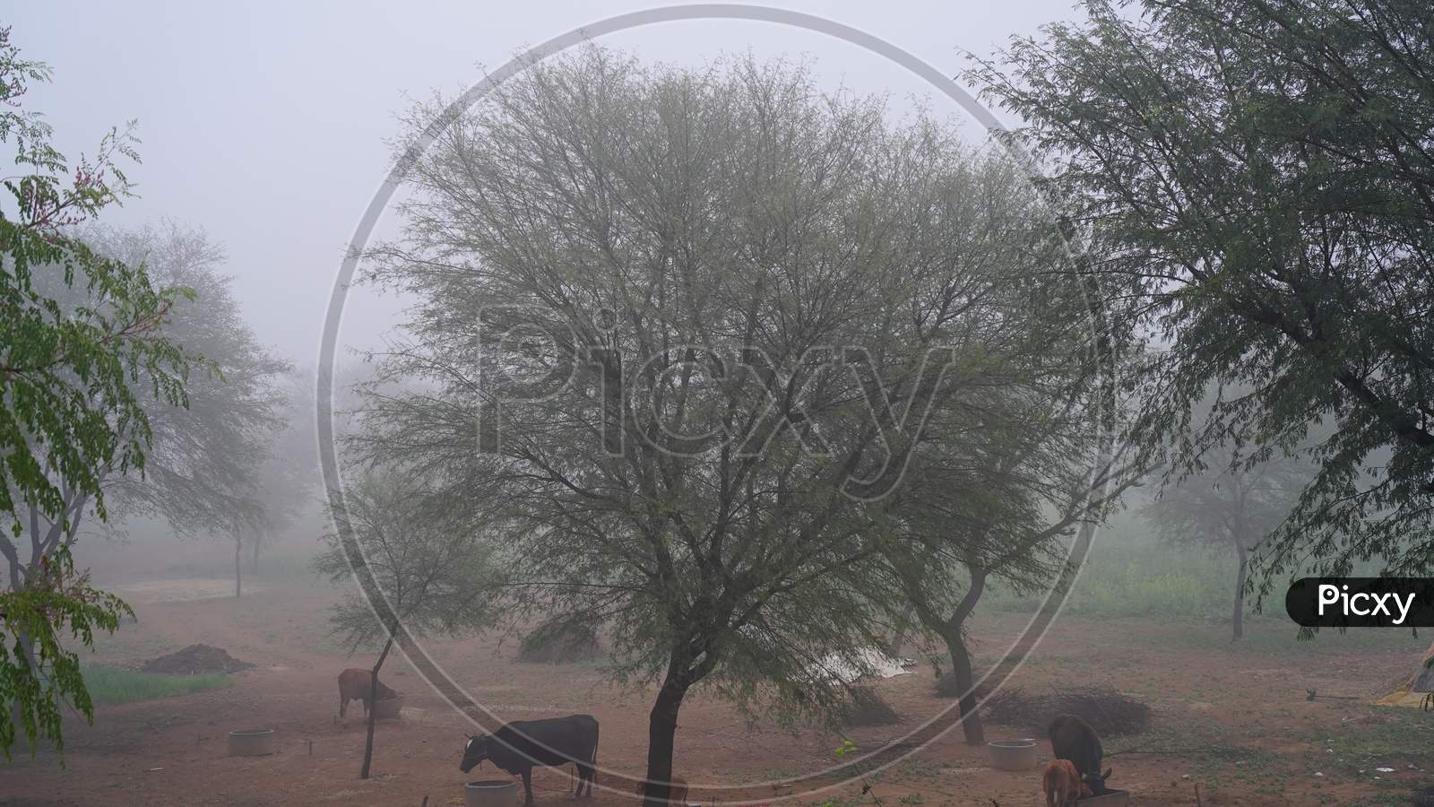 Blur Capture Shot Of Desert Acacia Or Babool Plants During Misty Cold Weather. Morning Time Beautiful Shot Of Countryside India With Acacia Tree.