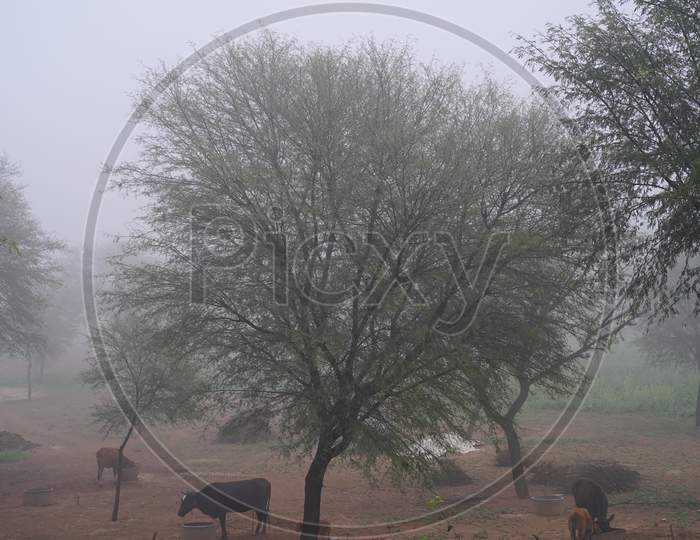 Blur Capture Shot Of Desert Acacia Or Babool Plants During Misty Cold Weather. Morning Time Beautiful Shot Of Countryside India With Acacia Tree.