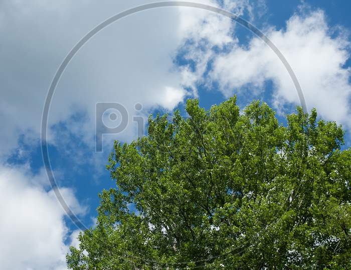 Closeup Shot Of Green Tree Under The Blue Sky And White Clouds