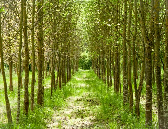 Beautiful Green Path Through The Tree Line