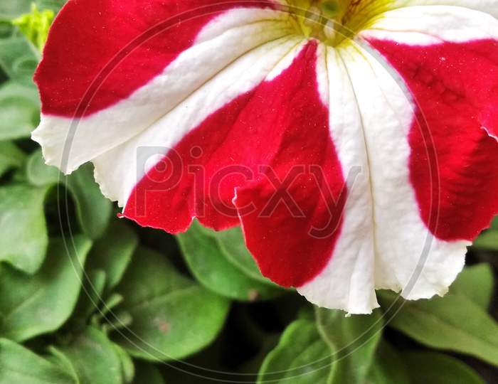 Pituniya flower
