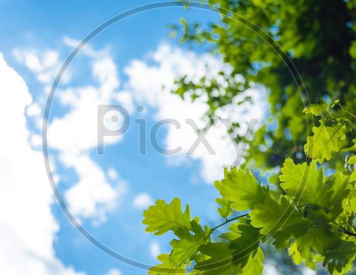 Selective Focus Shot Of Green Oak Leaves On The Cloudy Sky Background