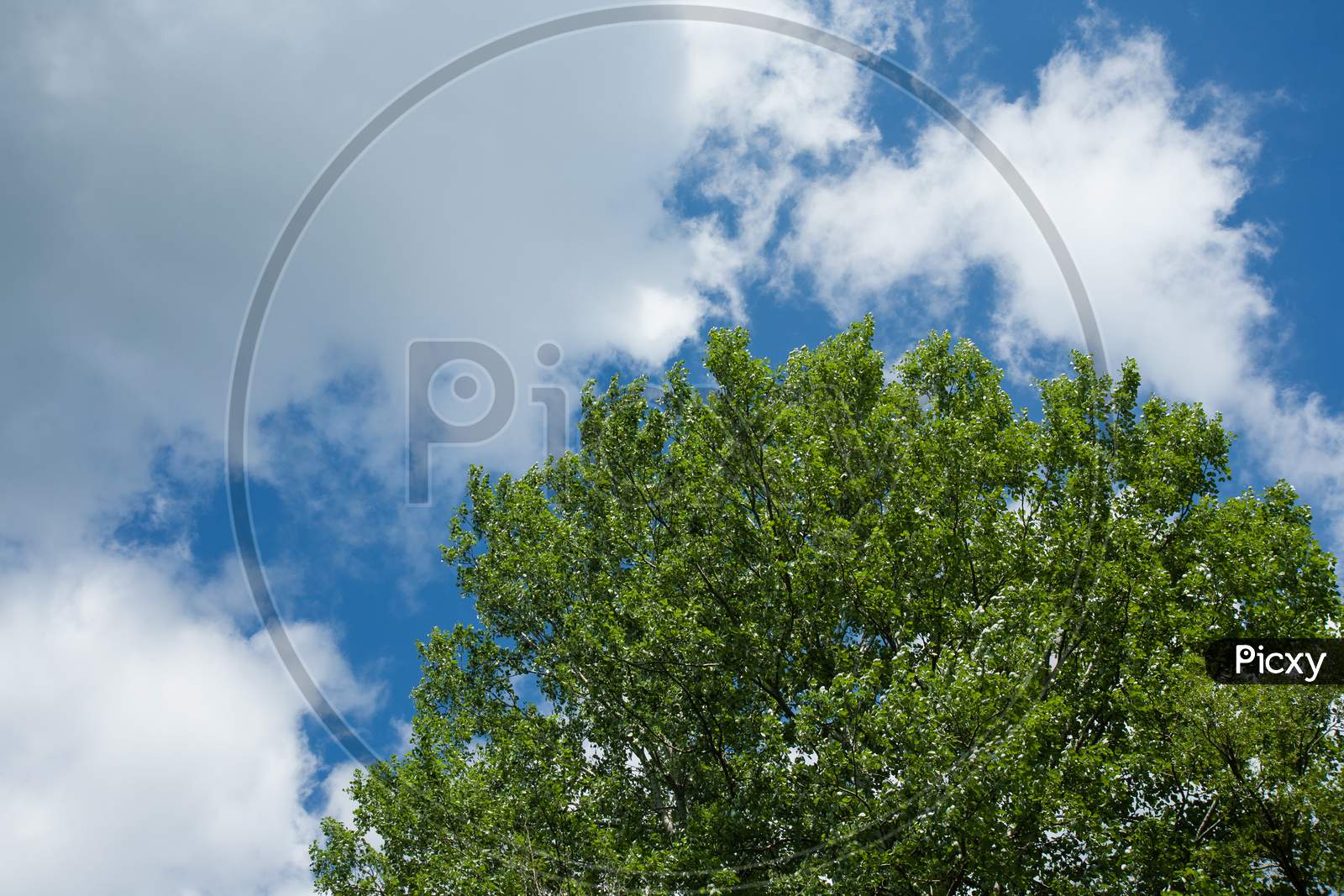 Closeup Shot Of Green Tree Under The Blue Sky And White Clouds
