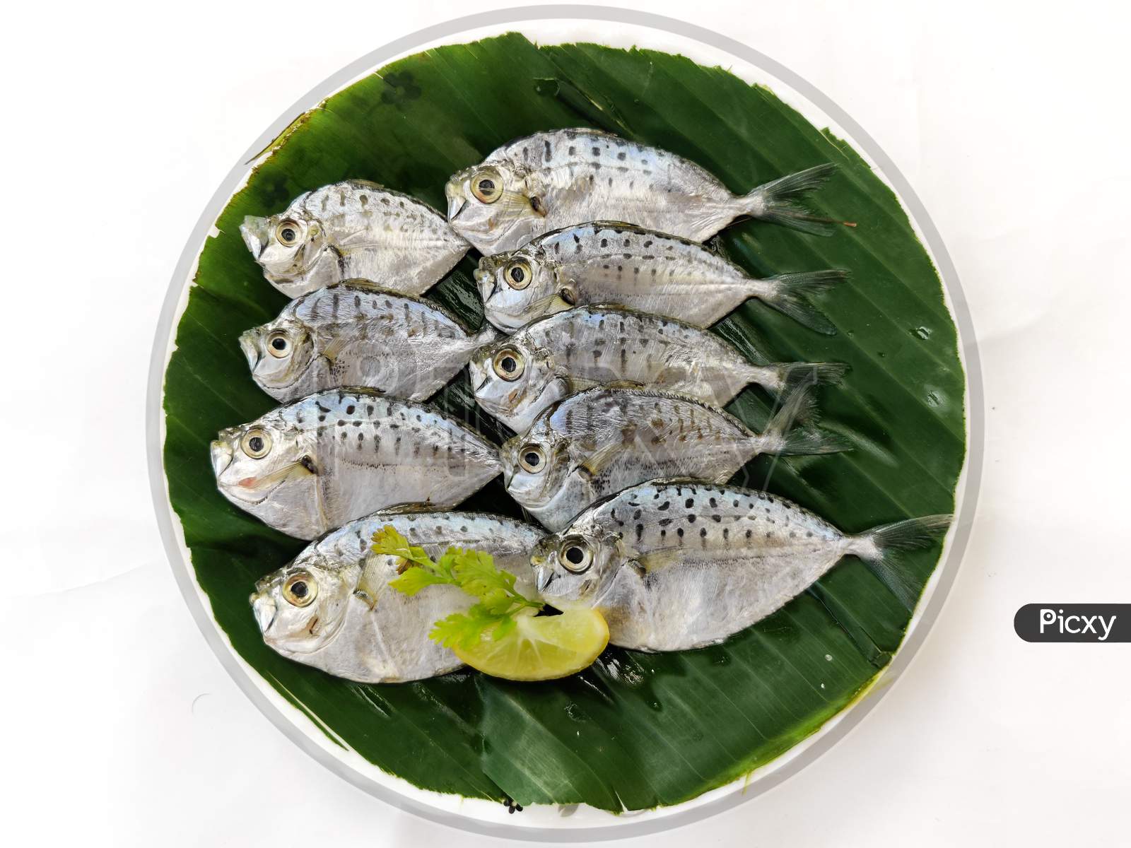 Closeup View Of Fresh Pony Fish Decorated With Herbs And Vegetables On A Wooden Pad,Selective Focus.White Background.