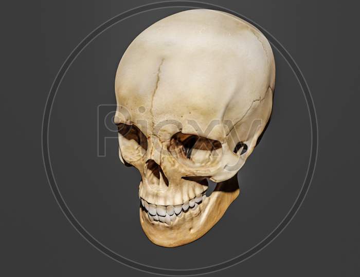 The Human Skull Is The Bony Structure That Forms The Head In The Human Skeleton.