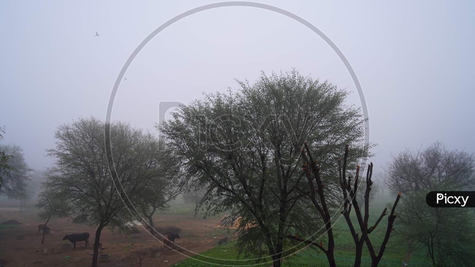 Autumn Fog View In Desert Landscape. Acacia Tree In The Fog Struggling With Extremely Cold Winter In Countryside India.Extremely Cold In North India Concept.