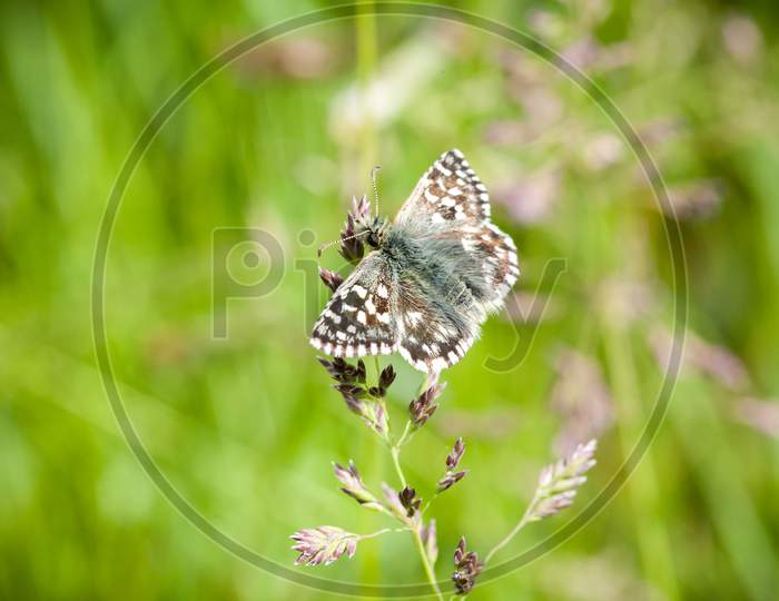 Selective Focus Shot Of A Butterfly On A Plant In The Garden
