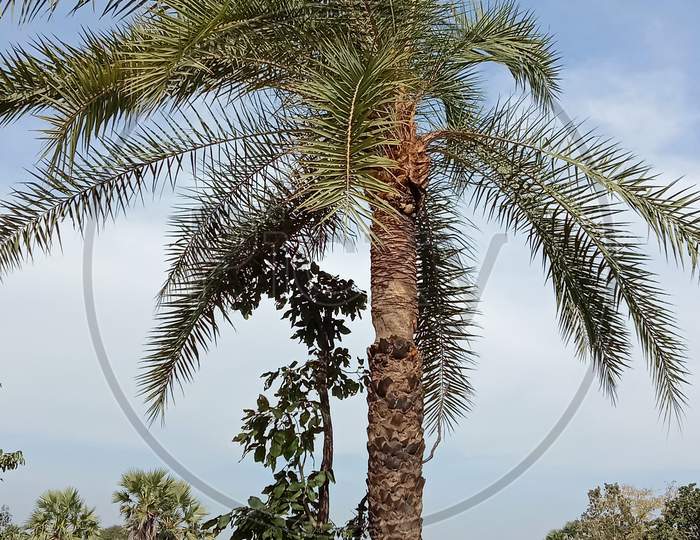 Palm tree preparing for get jucie from it