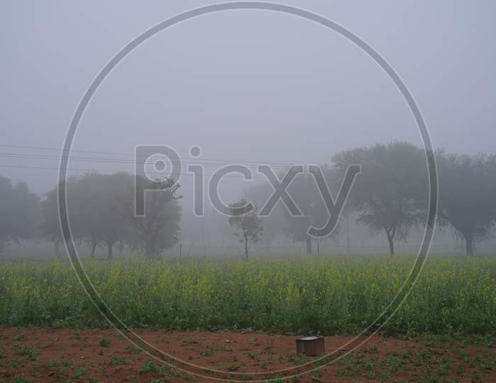 Dormant Yellow Flowers View Of Oily Plant Brassica Nigra In Countryside Agriculture Field. Swinging Plants Of Mustard With Macro Droplets Of Rain.