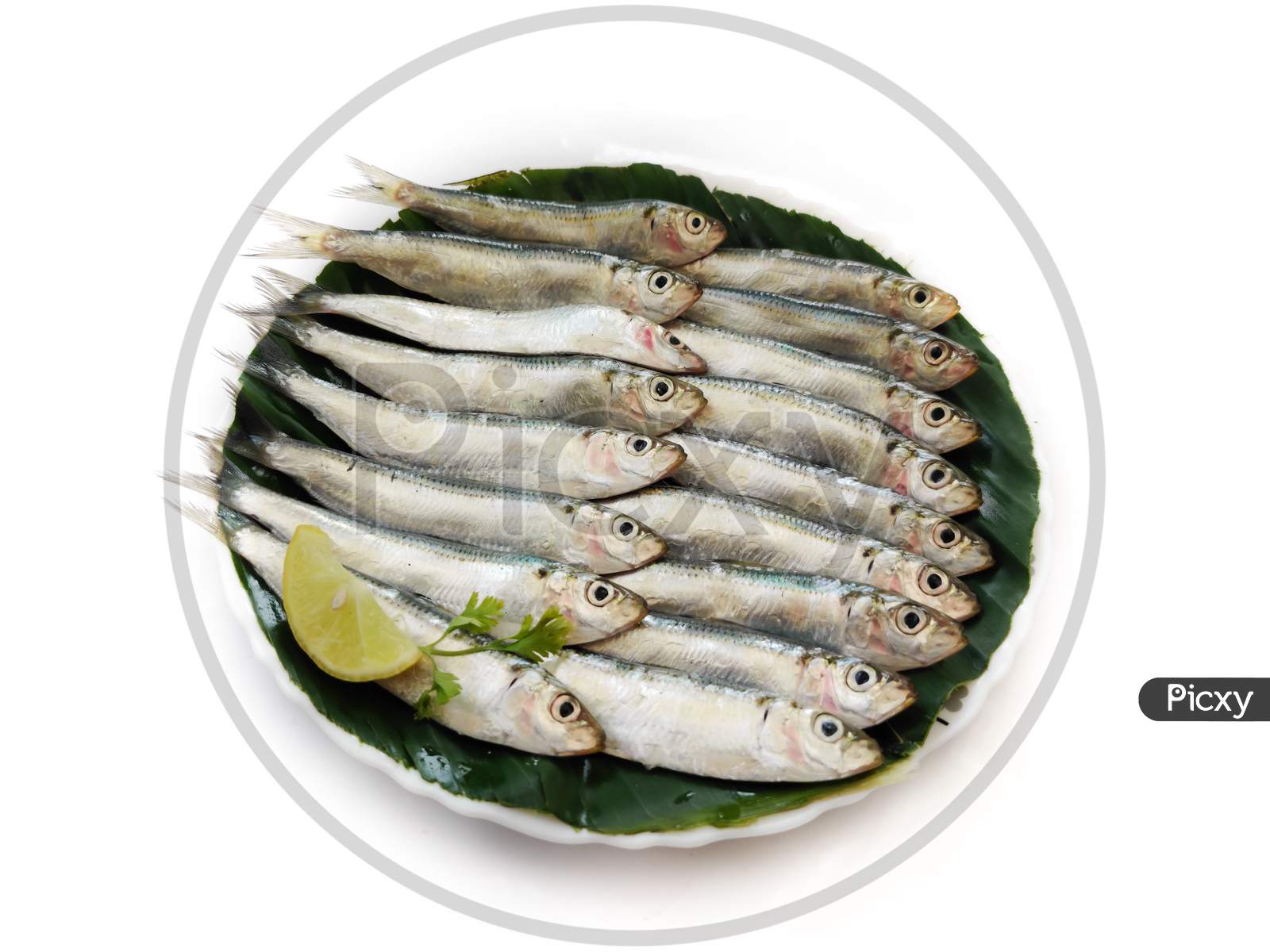 Closeup View Of Fresh Indian Oil Sardine Decorated With Herbs And Vegetables,Selective Focus.White Background.