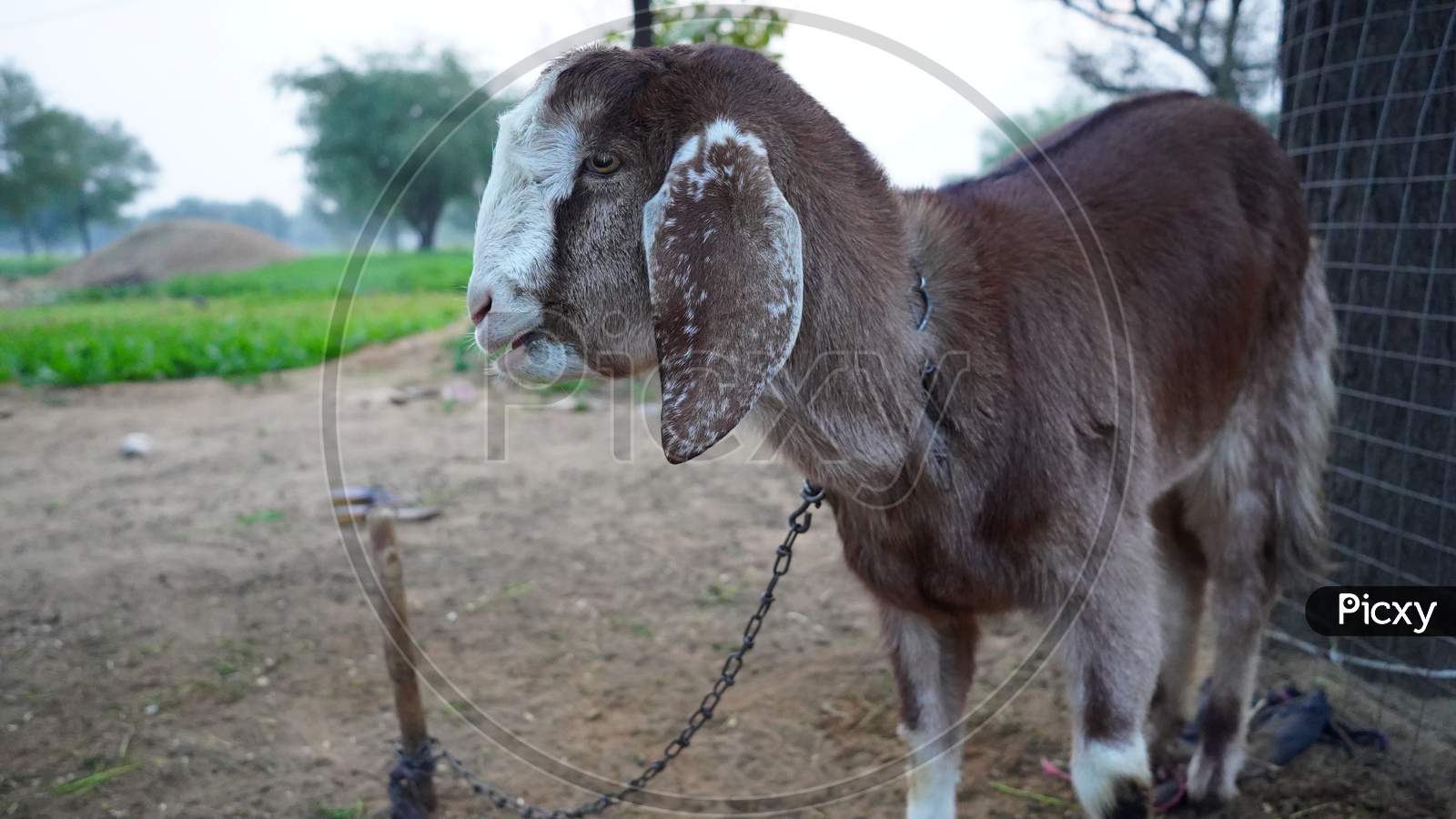 Innocent Beetal Species Goat Shivering From Cold In Winter Season In Countryside Outdoors. Pets Animal Concept.