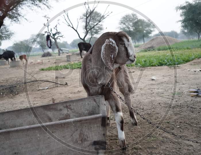 Short Horned Surti Goatling View Isolated On The Agricultural Farmland. Domestic Pets Animal Concept.